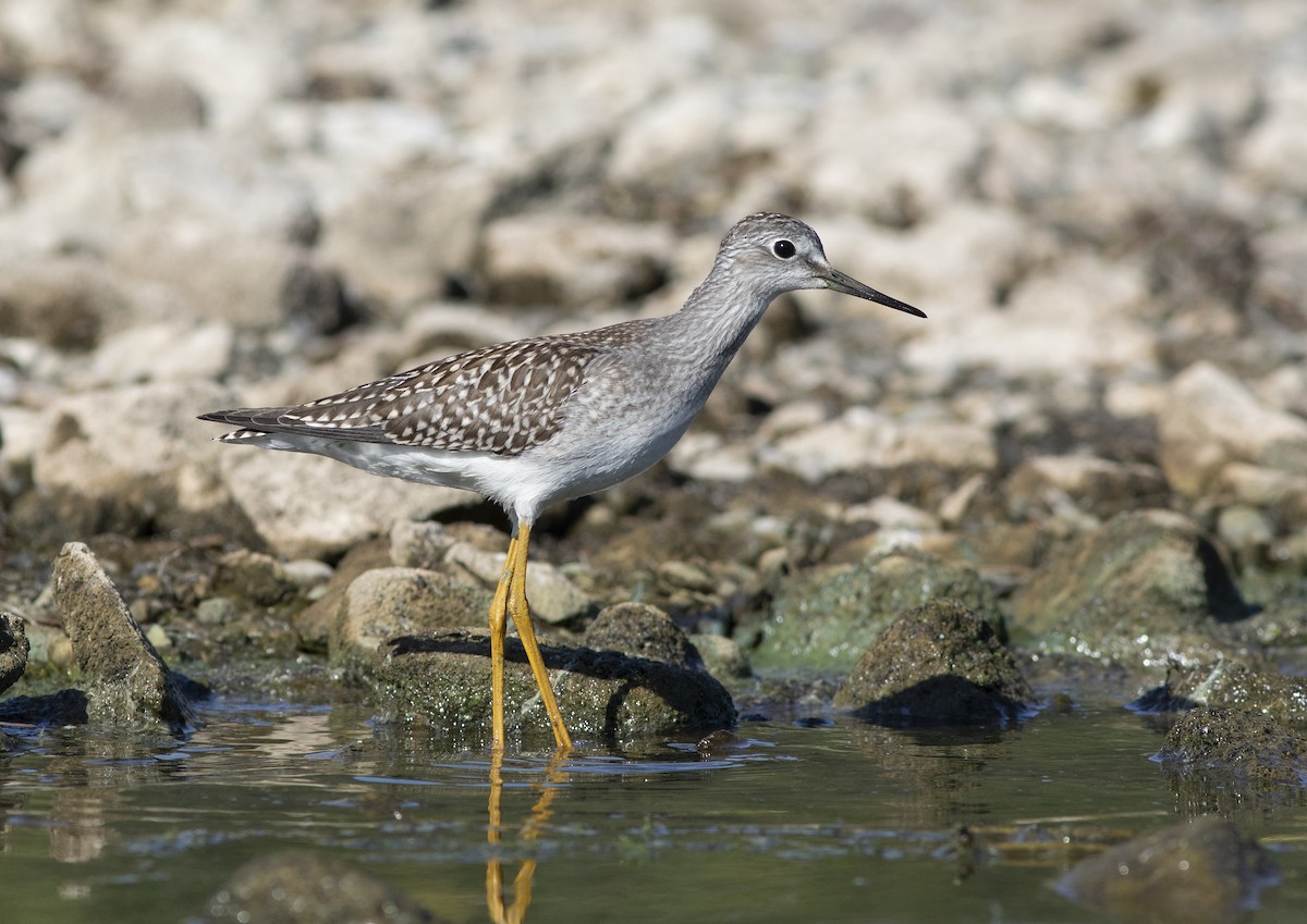 Lesser Yellowlegs - ML600363091