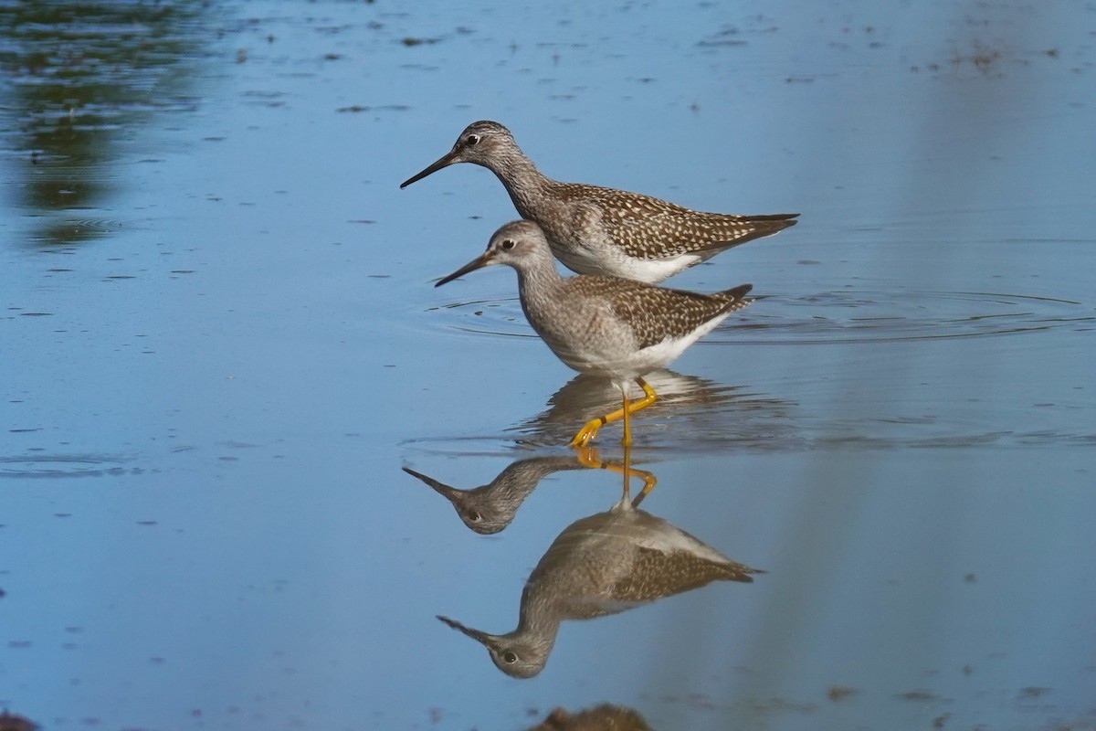 Lesser Yellowlegs - ML600363961