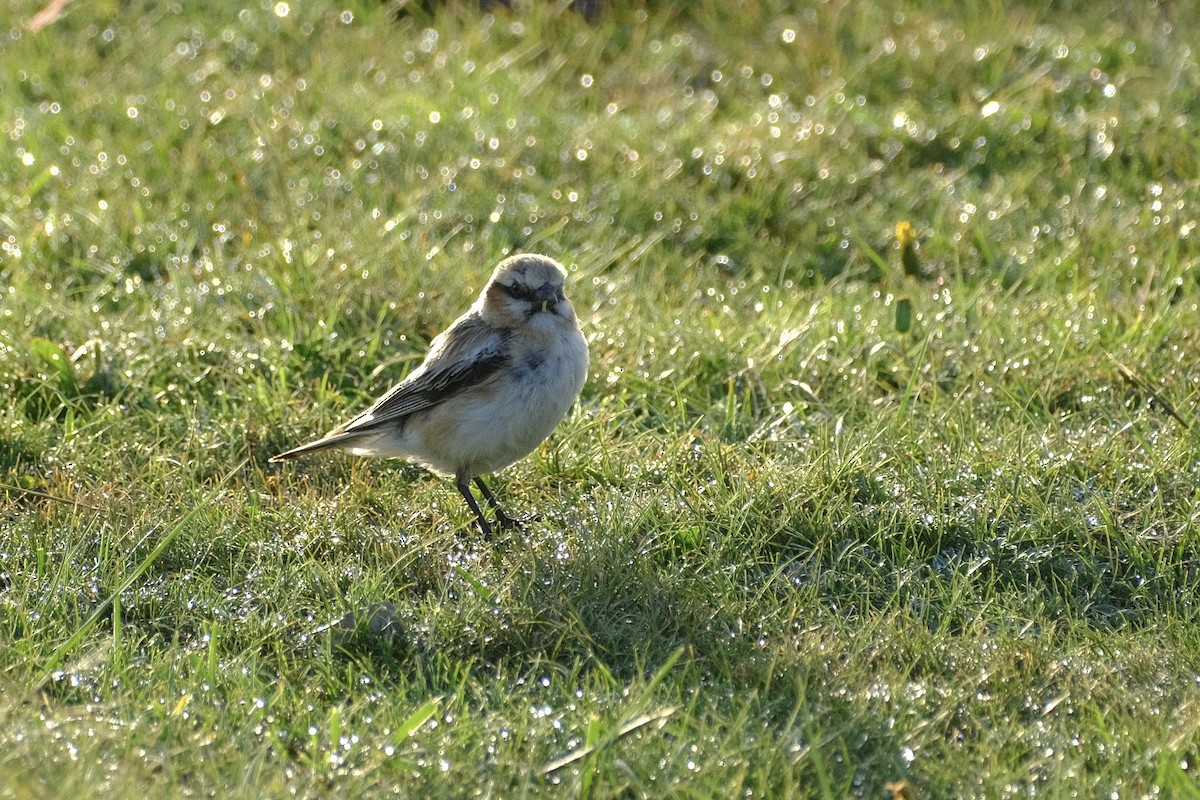 Rufous-necked Snowfinch - Austin C & Haocong R