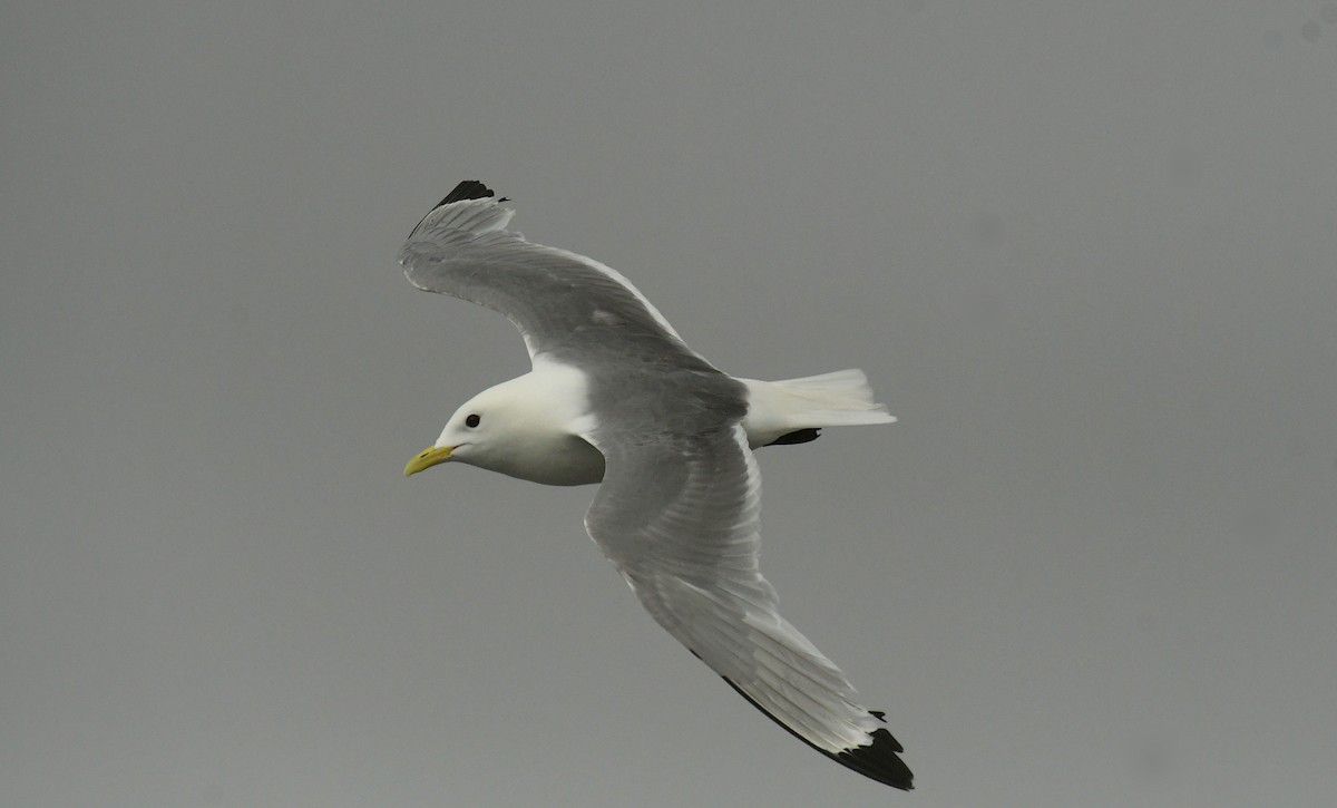 Black-legged Kittiwake - ML600365211