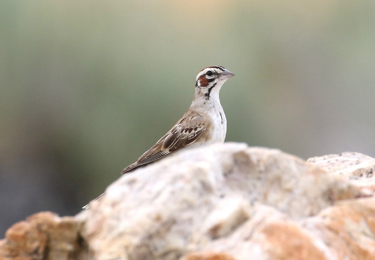 Lark Sparrow - ML600365771