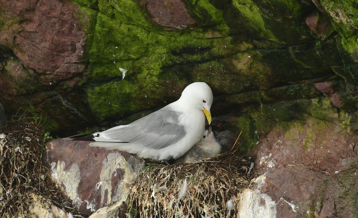 Mouette tridactyle - ML600365861