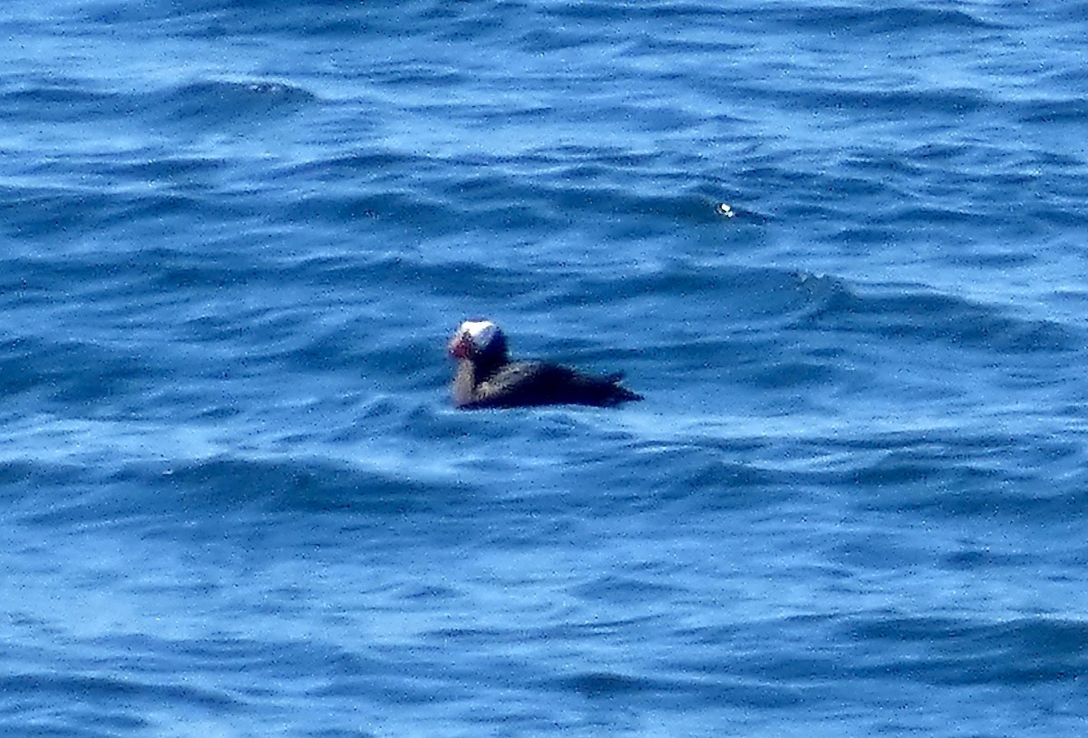 Tufted Puffin - ML600366011