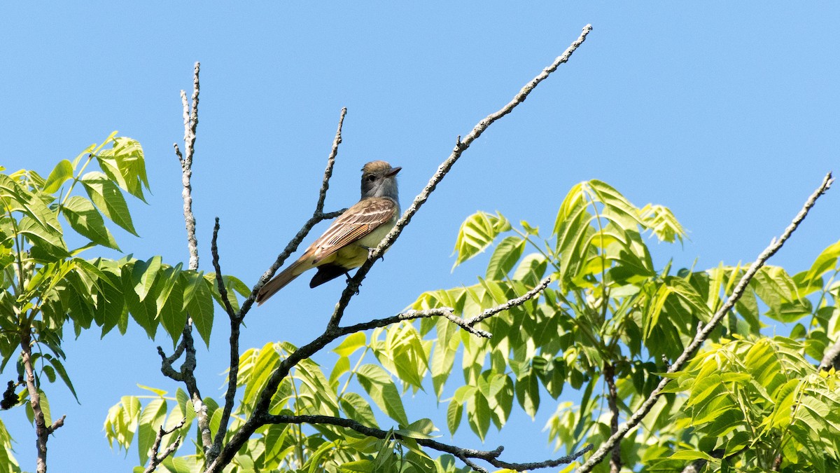 Great Crested Flycatcher - ML60036811