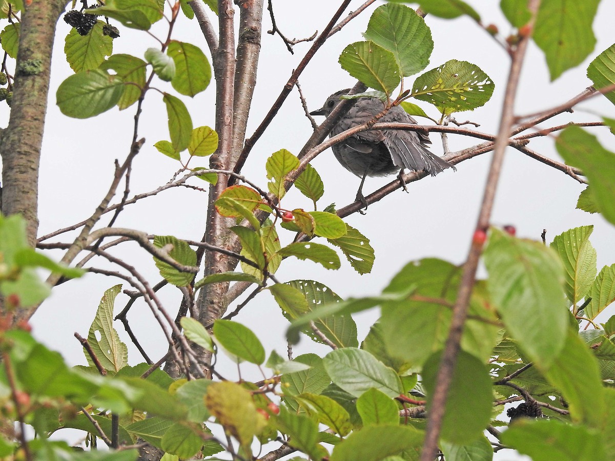 Gray Catbird - Benoît Turgeon