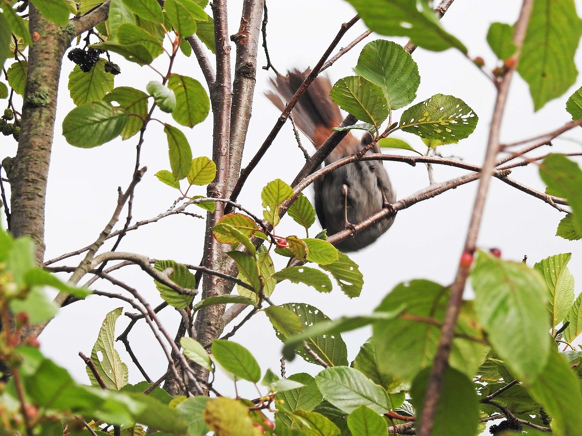 Gray Catbird - Benoît Turgeon