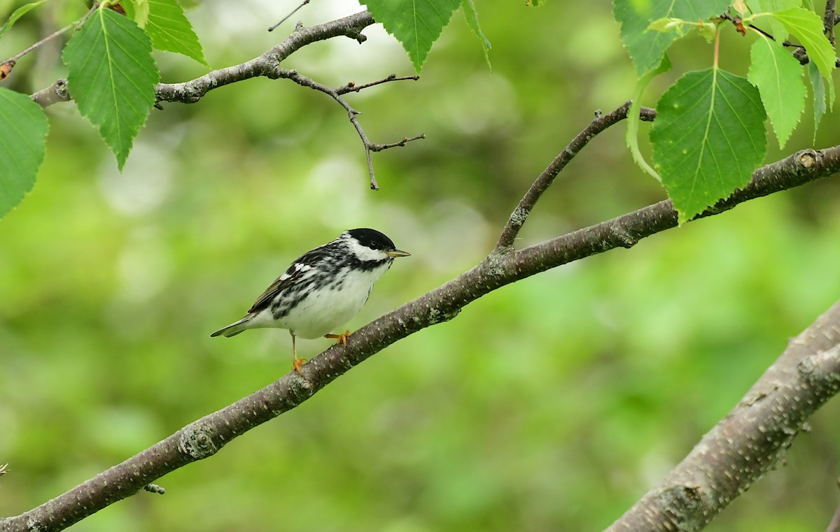 Blackpoll Warbler - ML600368561