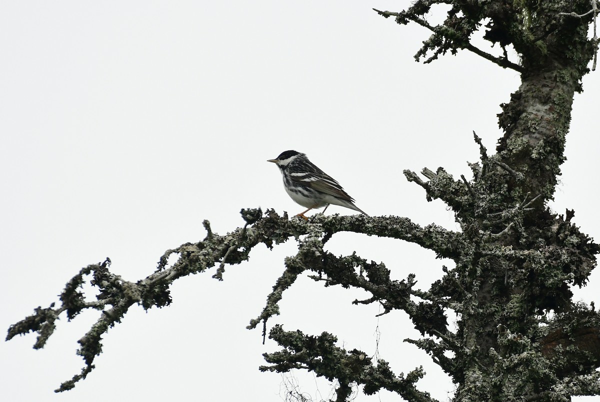 Blackpoll Warbler - ML600368571