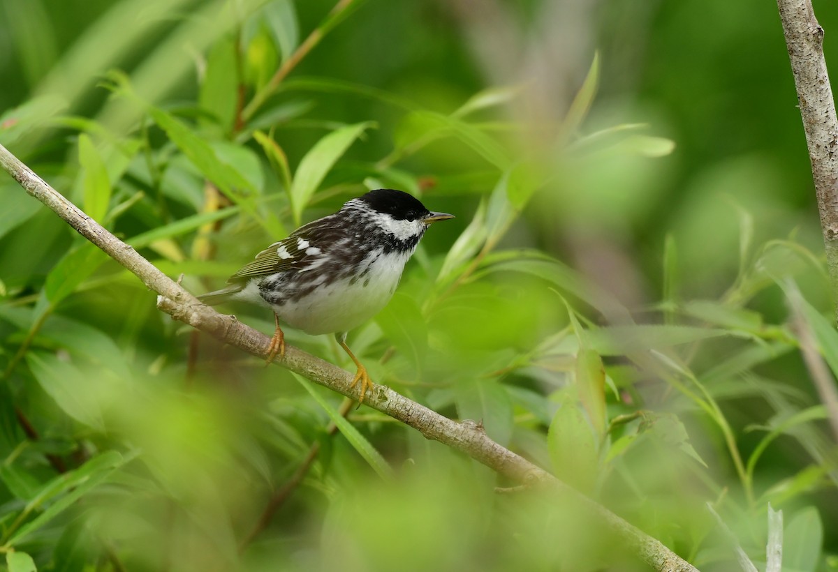 Blackpoll Warbler - ML600368581