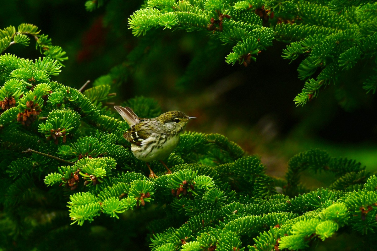 Blackpoll Warbler - ML600368591