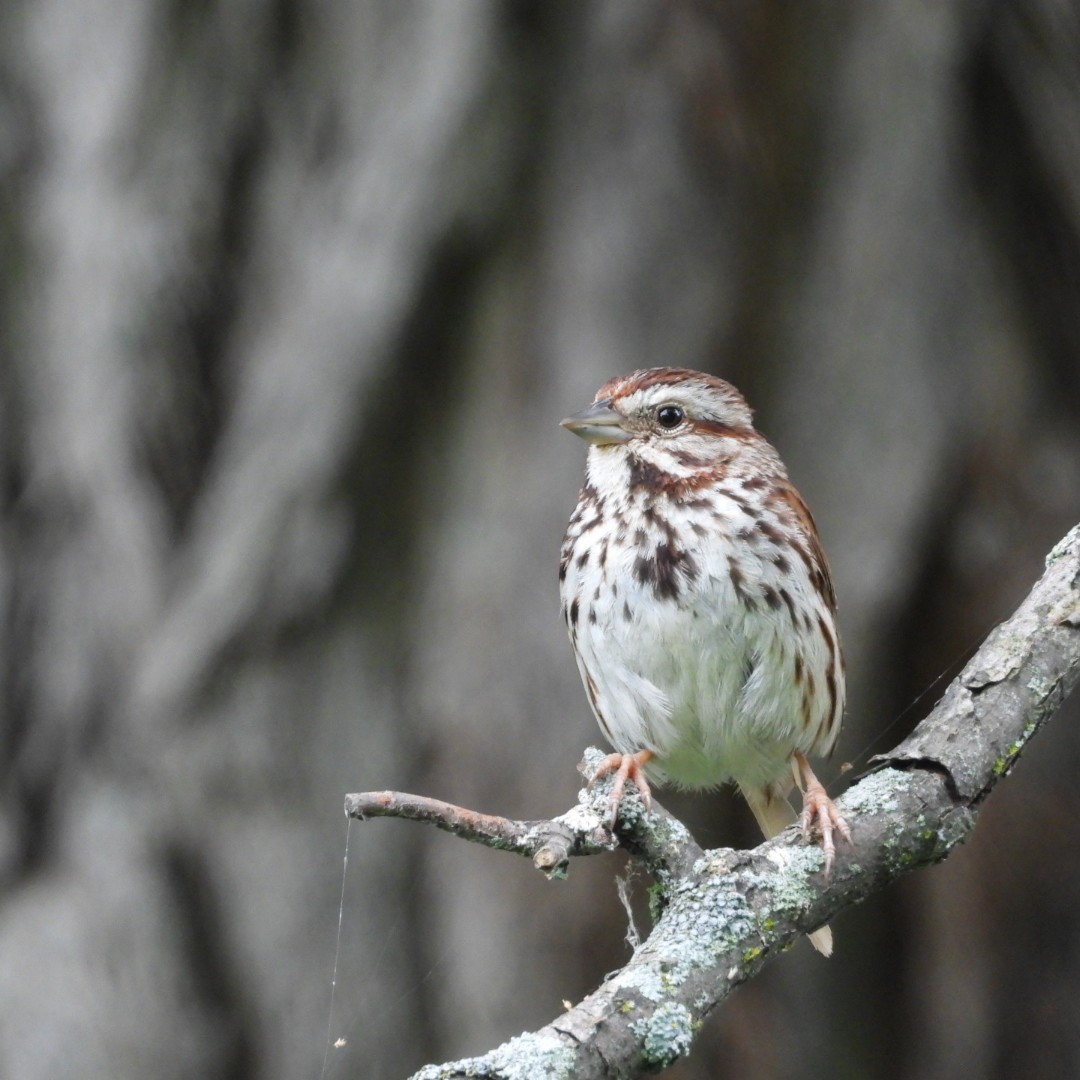 Song Sparrow - ML600368911