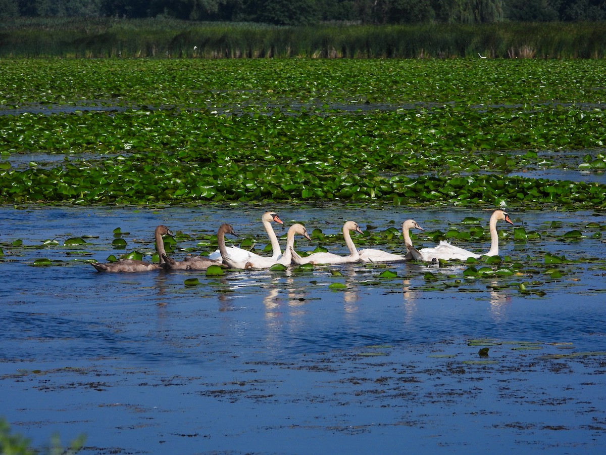 Mute Swan - Haley Gottardo