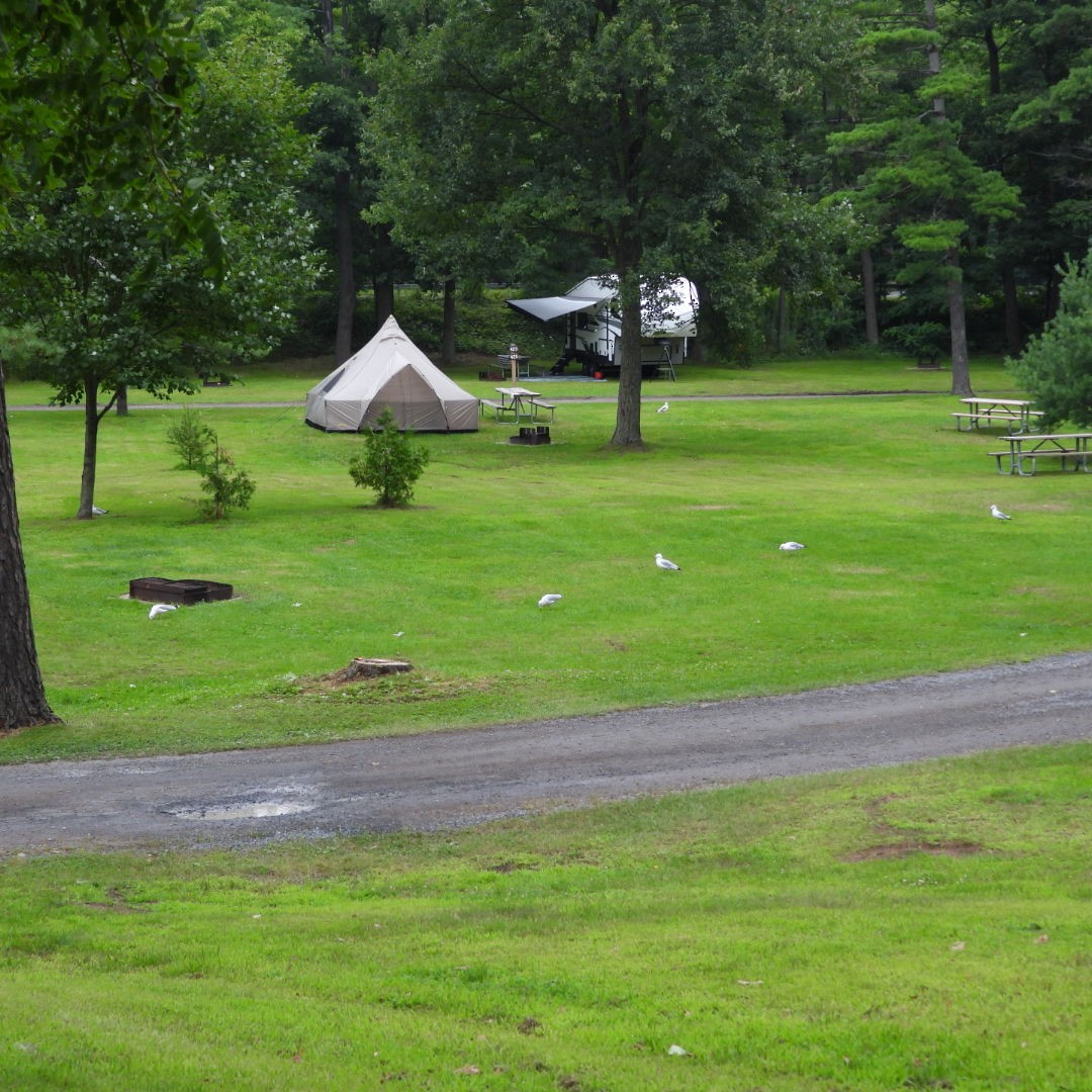 Ring-billed Gull - ML600369111