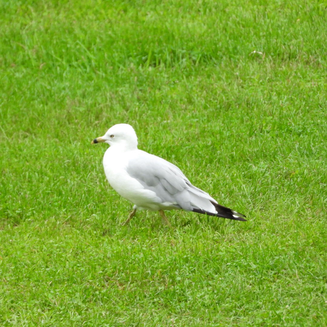 Ring-billed Gull - Manon Guglia