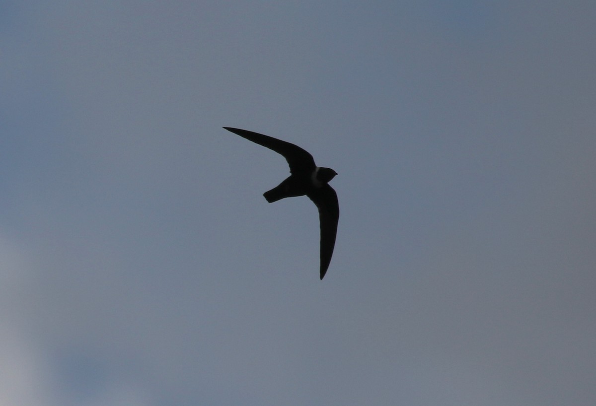 White-collared Swift - ML600369361