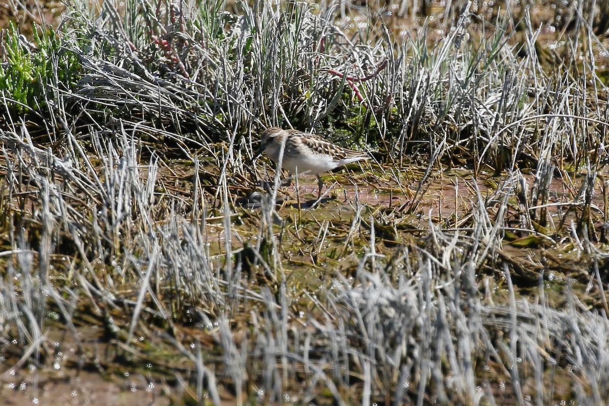 Least Sandpiper - ML600370251