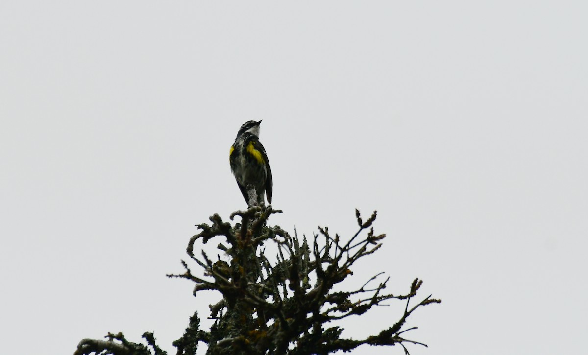 Yellow-rumped Warbler - ML600371691