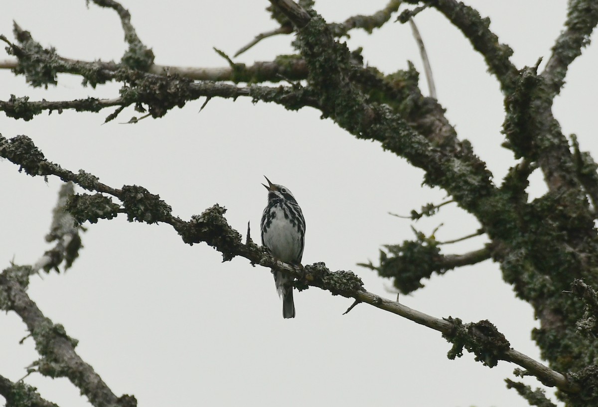 Black-and-white Warbler - ML600372071