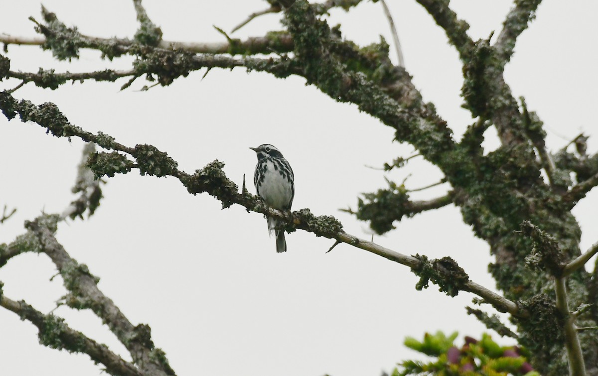Black-and-white Warbler - ML600372081