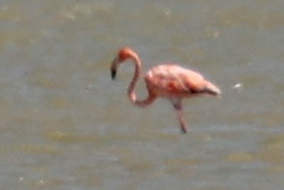 American Flamingo - ML600372601