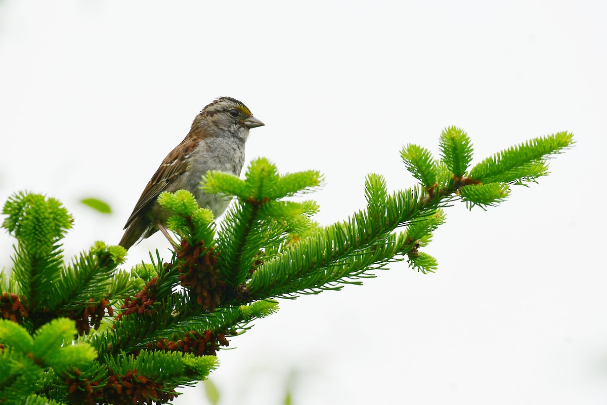 White-throated Sparrow - ML600372611