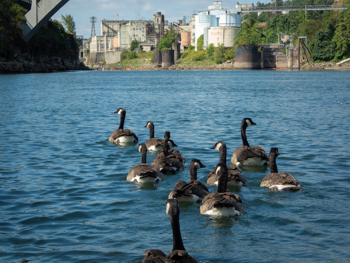 Canada Goose - James Tomasek