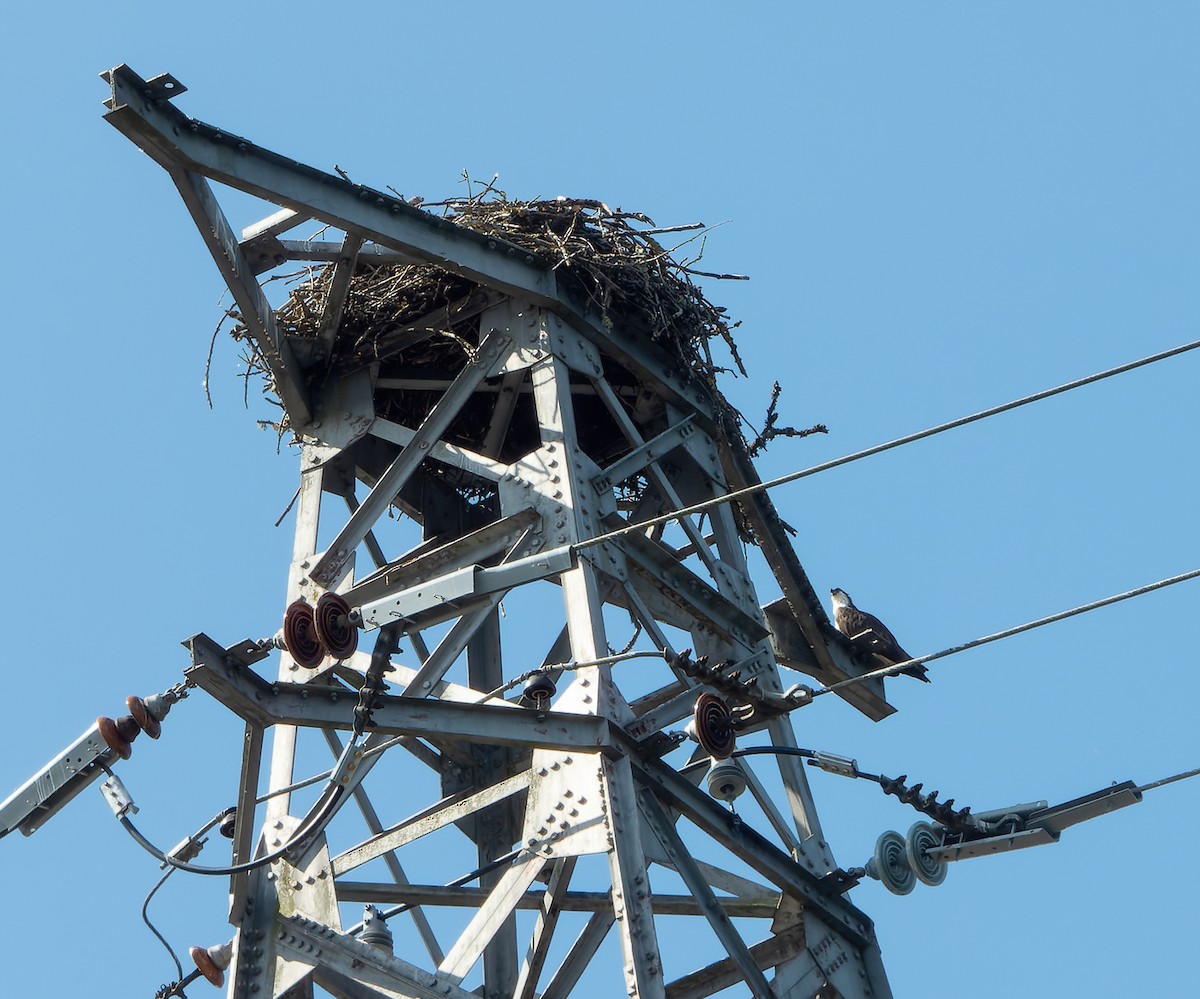 Osprey - James Tomasek