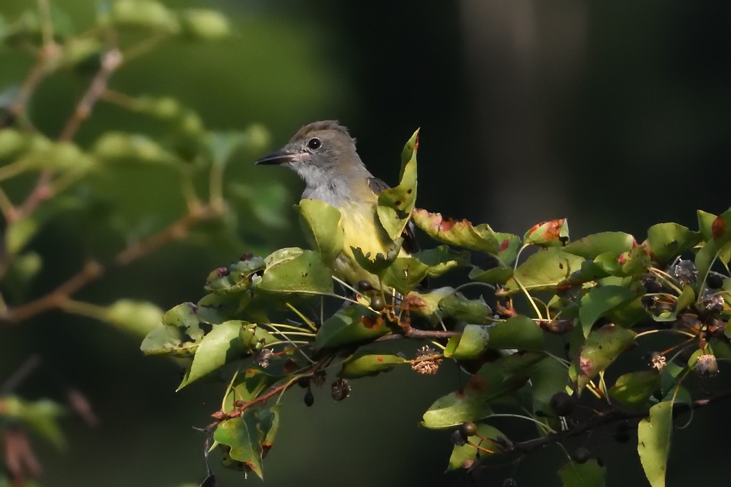 Great Crested Flycatcher - ML600374021