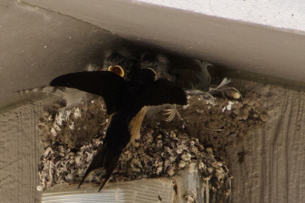 Barn Swallow - ML600374731