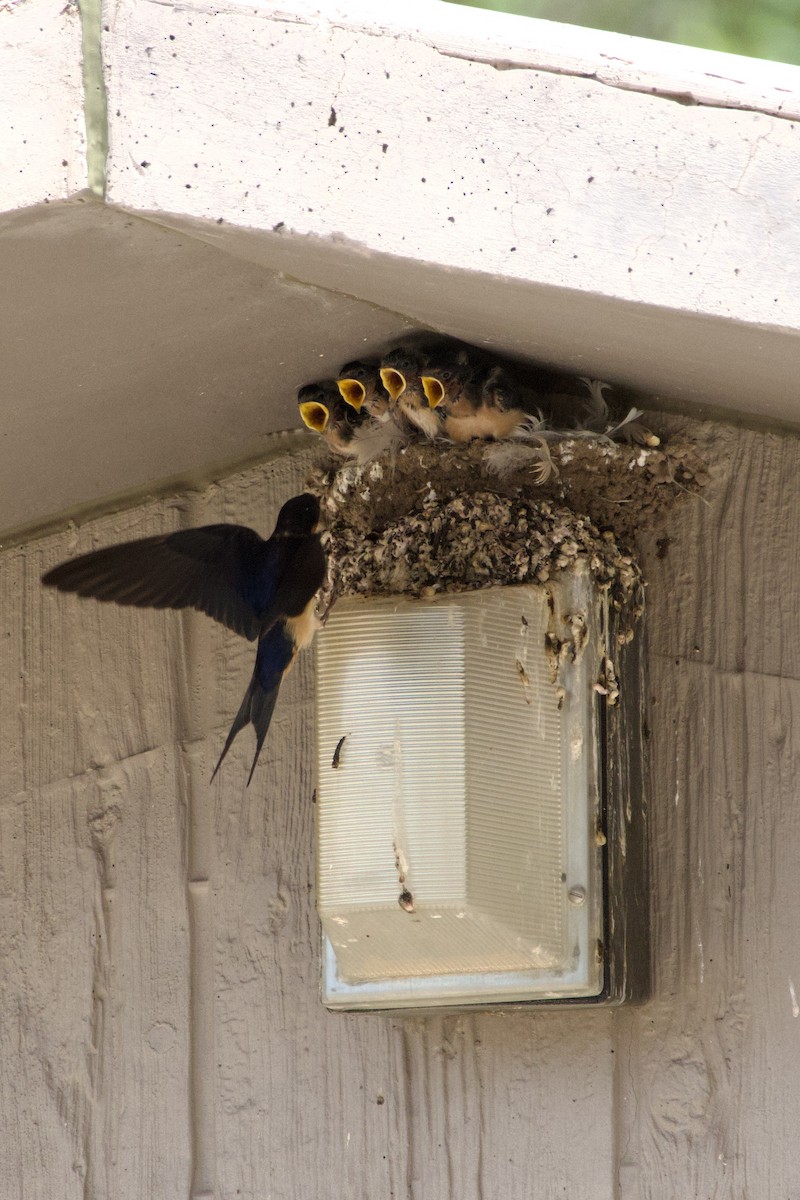 Barn Swallow - ML600374741