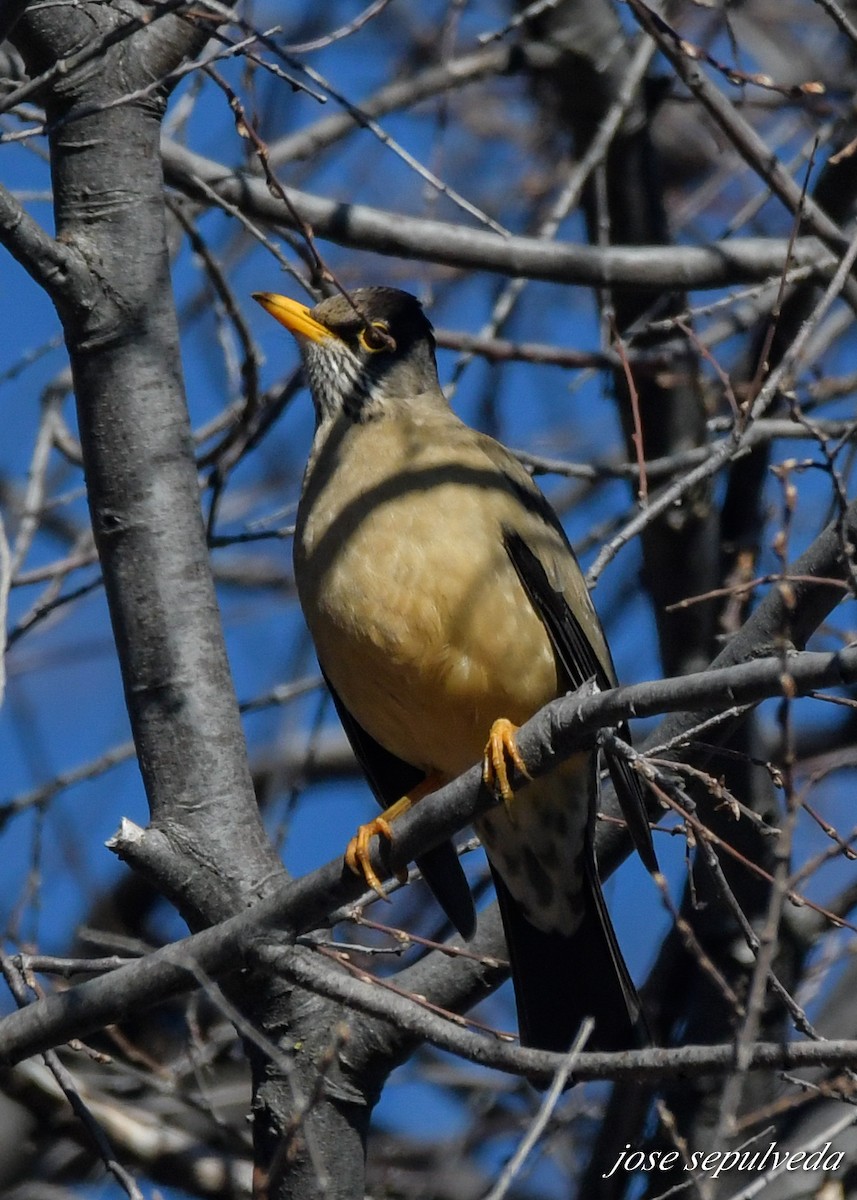 Austral Thrush - José Sepúlveda