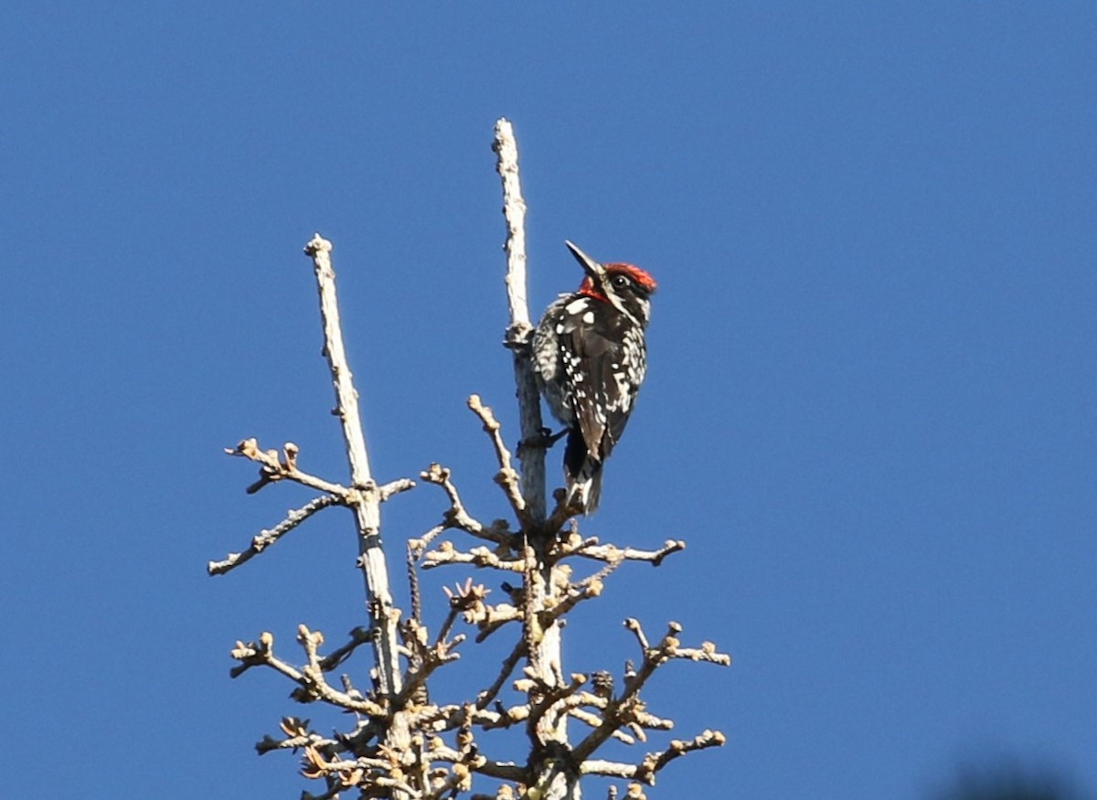 Red-naped Sapsucker - ML600376541