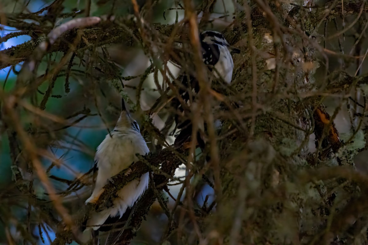 Hairy Woodpecker - Phil Kahler