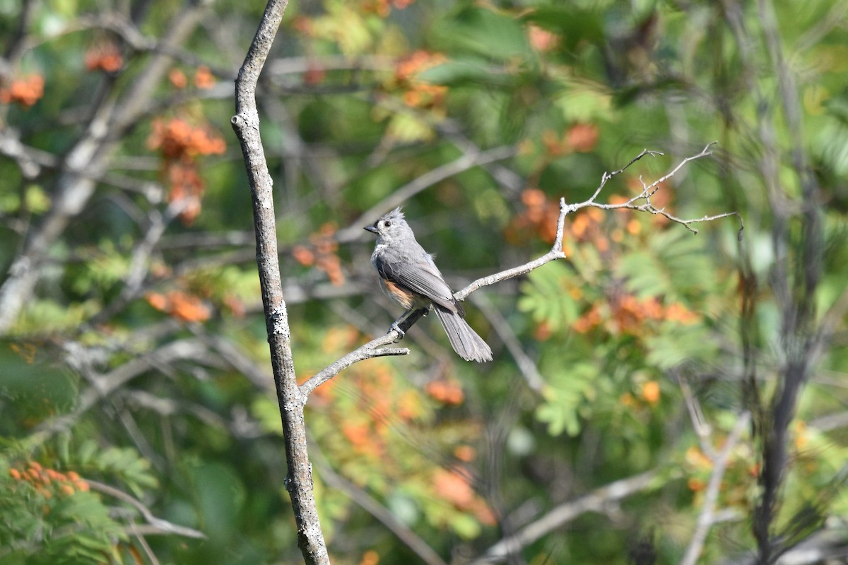 Mésange bicolore - ML600376941