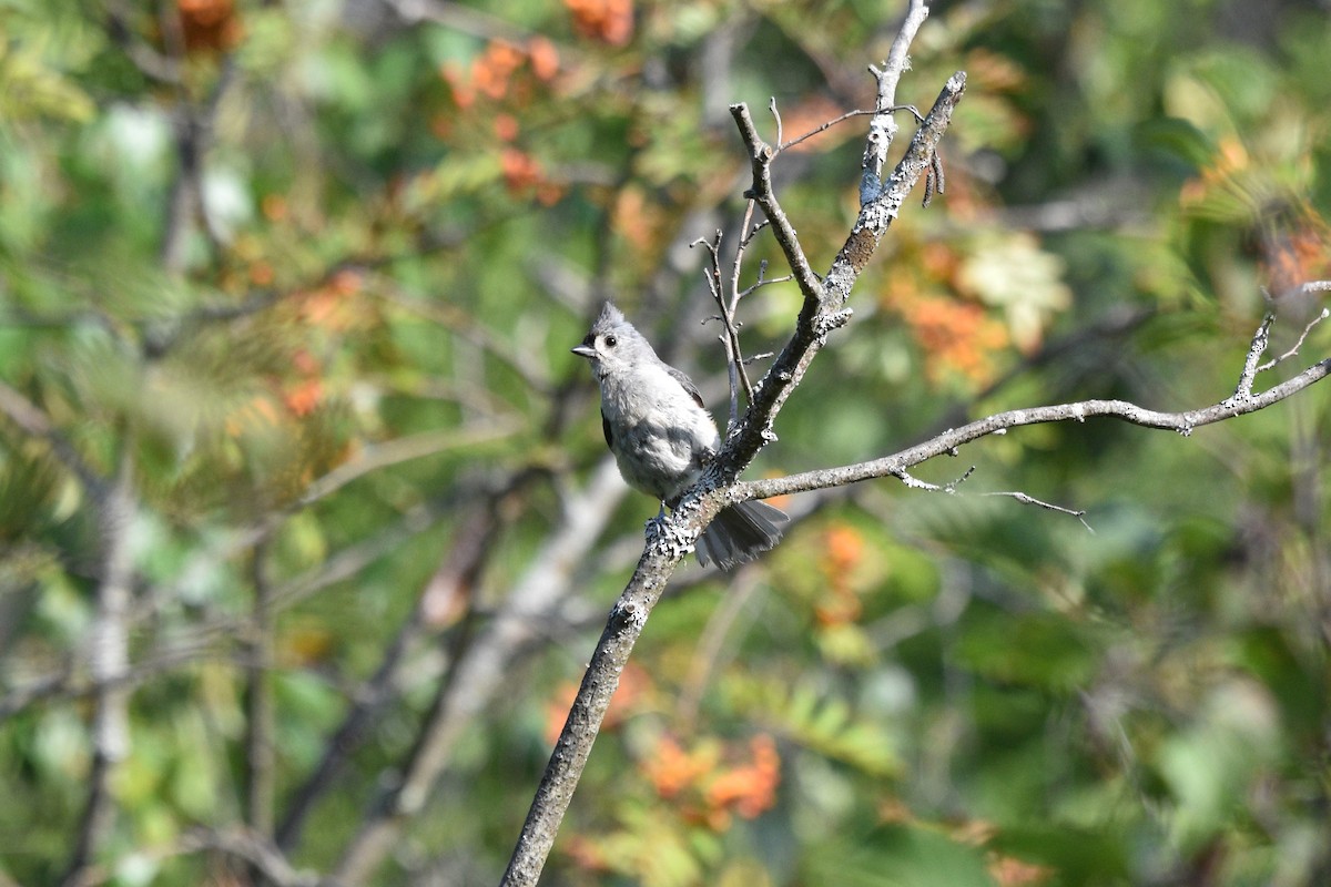 Mésange bicolore - ML600376951