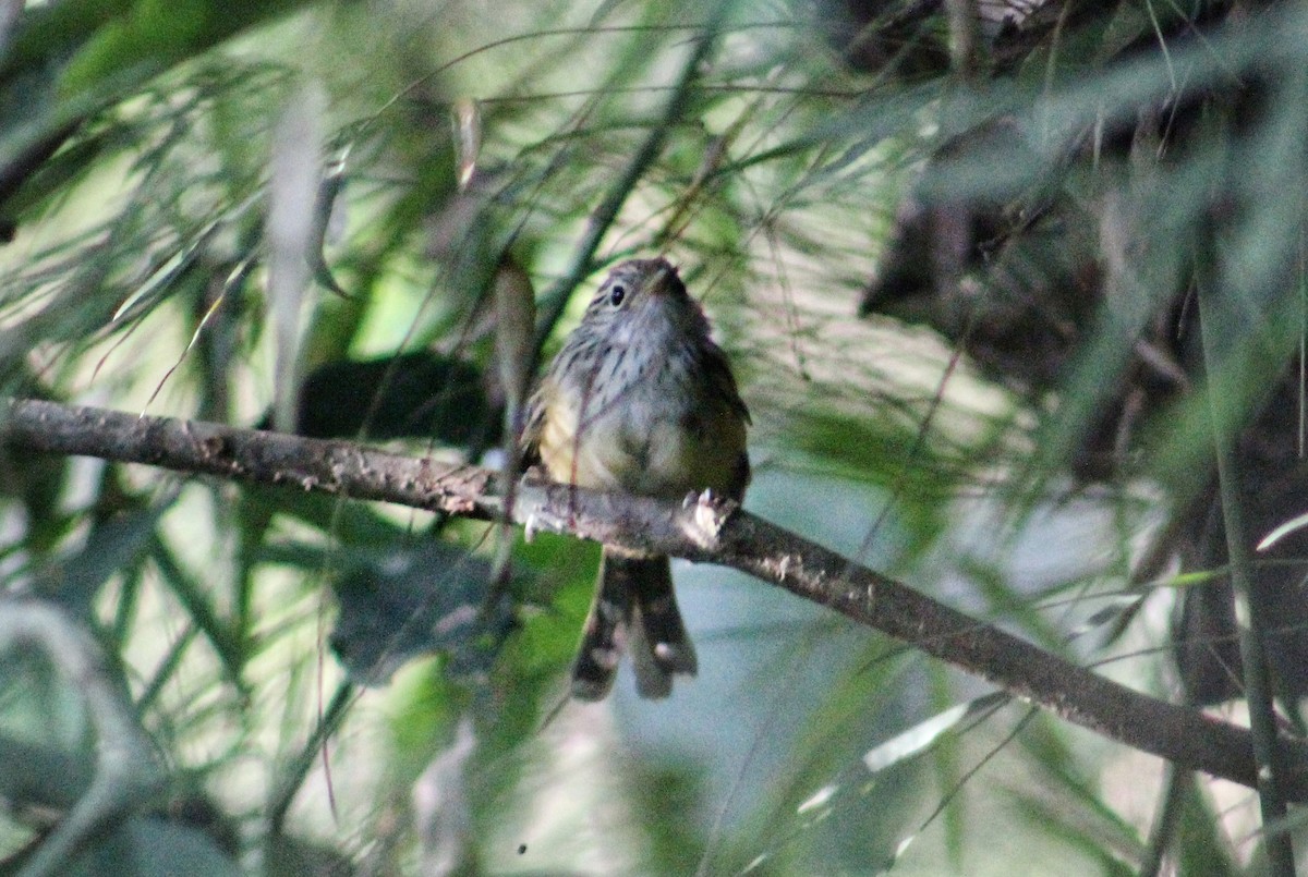 Klages's Antbird - ML600376971