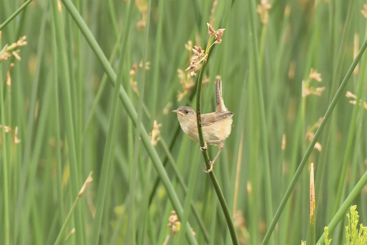 Marsh Wren - Kent Kleman