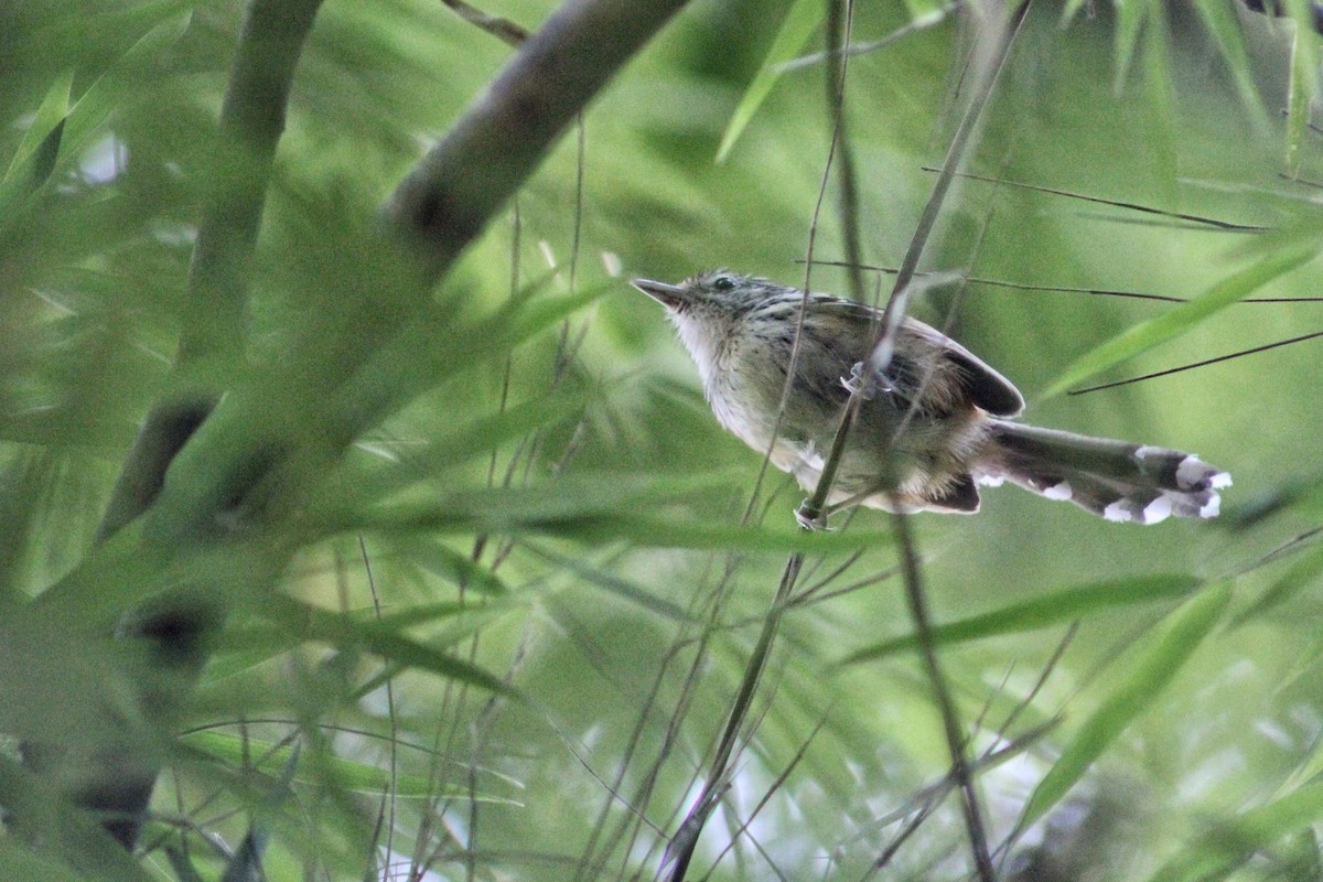 Klages's Antbird - ML600378841