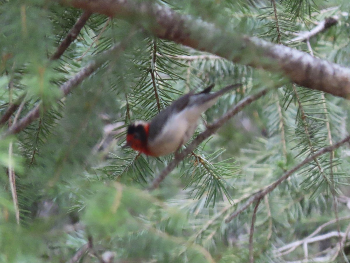 Red-faced Warbler - ML600379481