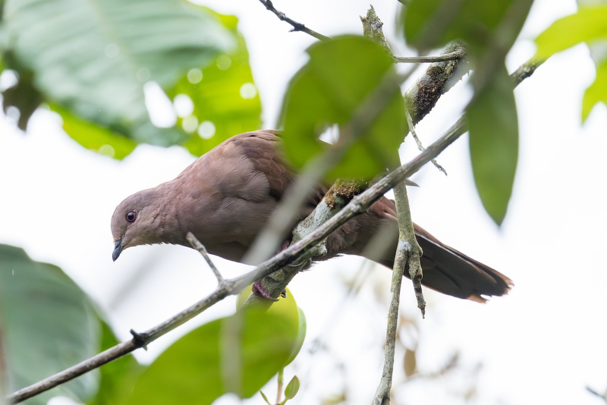 Dusky Pigeon - Mason Flint