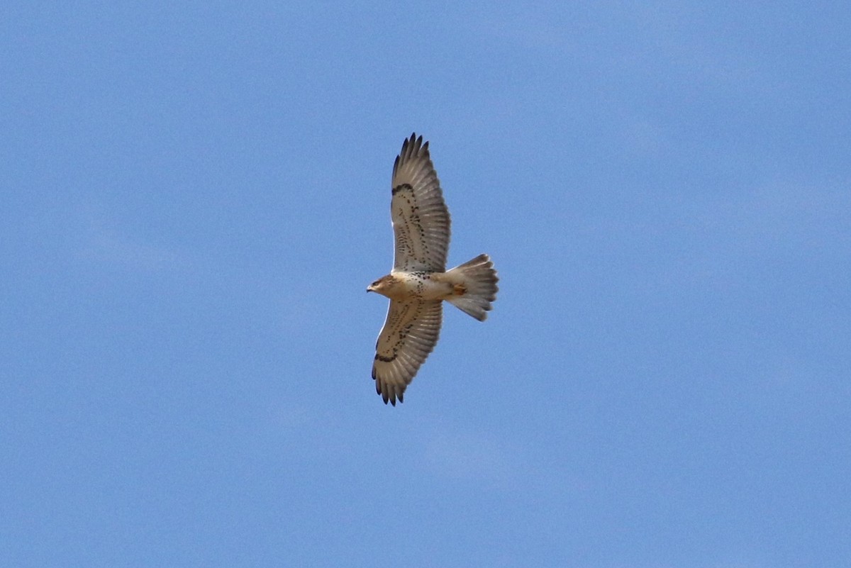 Ferruginous Hawk - ML600380341