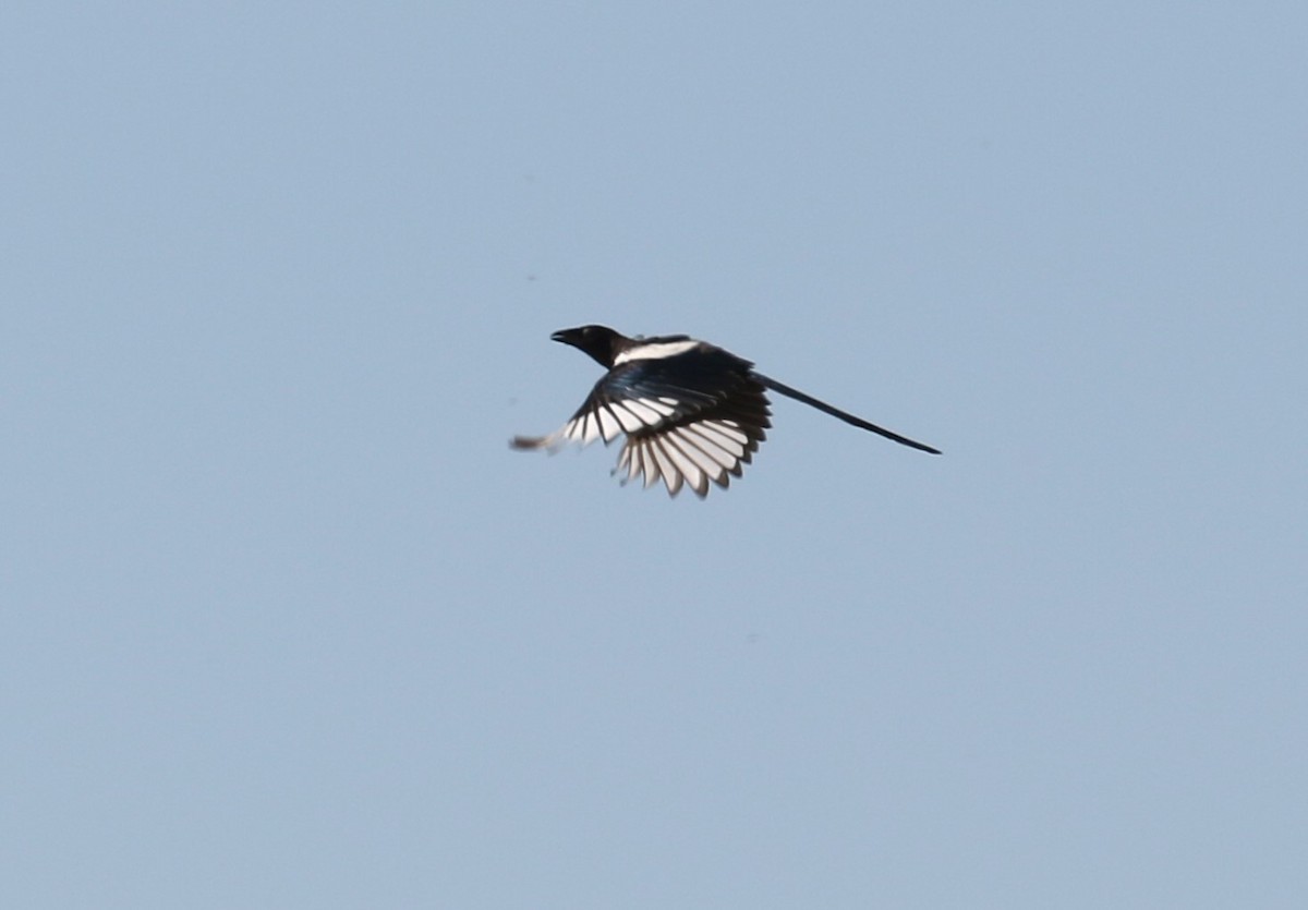 Black-billed Magpie - ML600380851