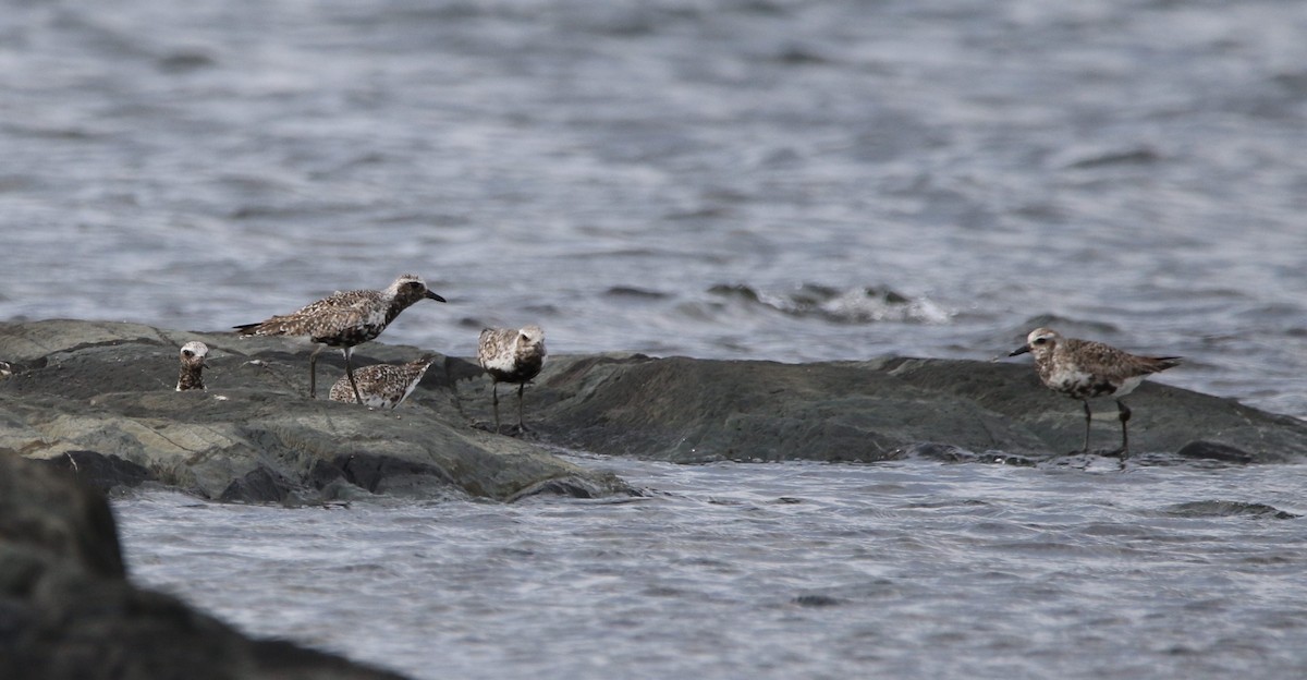 Black-bellied Plover - Marie-Josee D'Amour