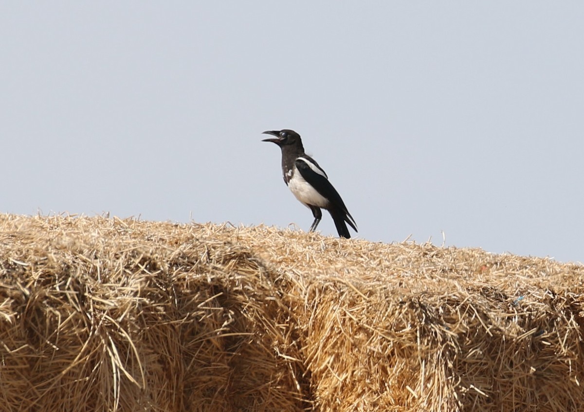 Black-billed Magpie - ML600381021