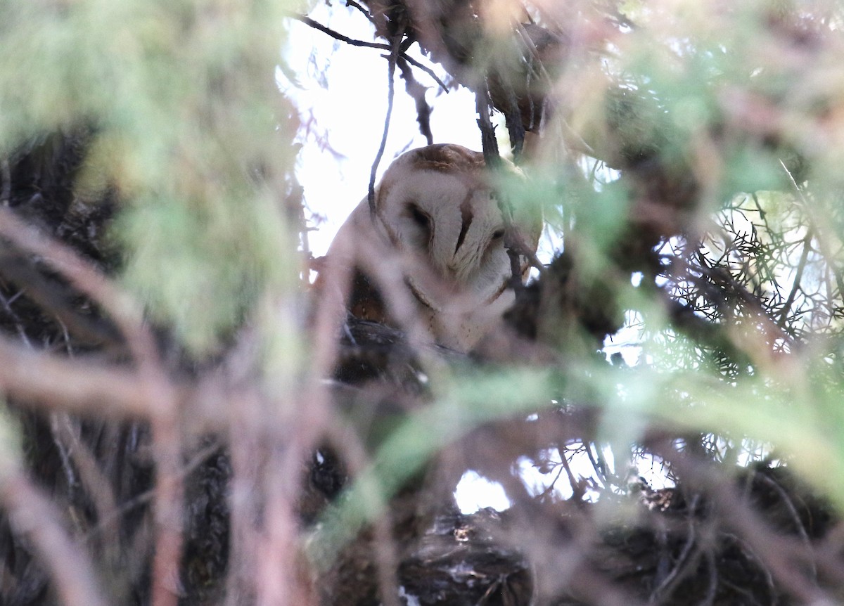 sova americká - ML600381171