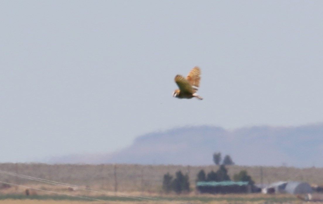 sova americká - ML600381361