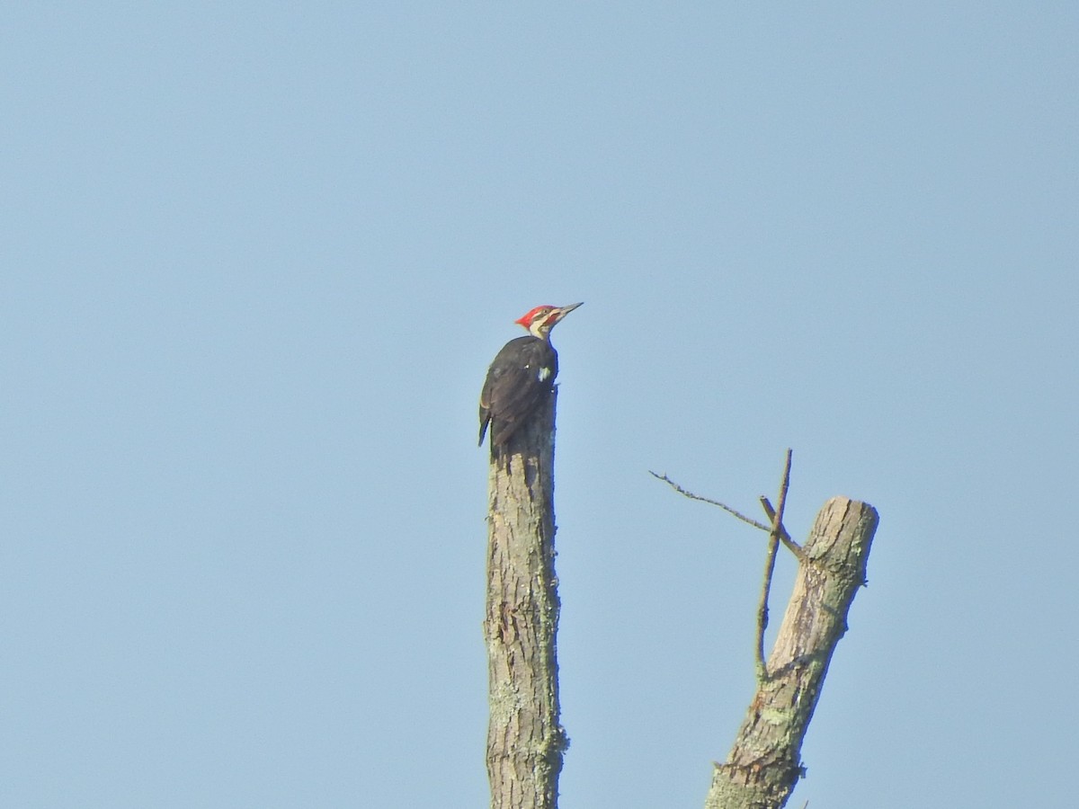 Pileated Woodpecker - ML600381731