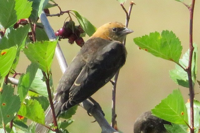 Yellow-headed Blackbird - ML600381921