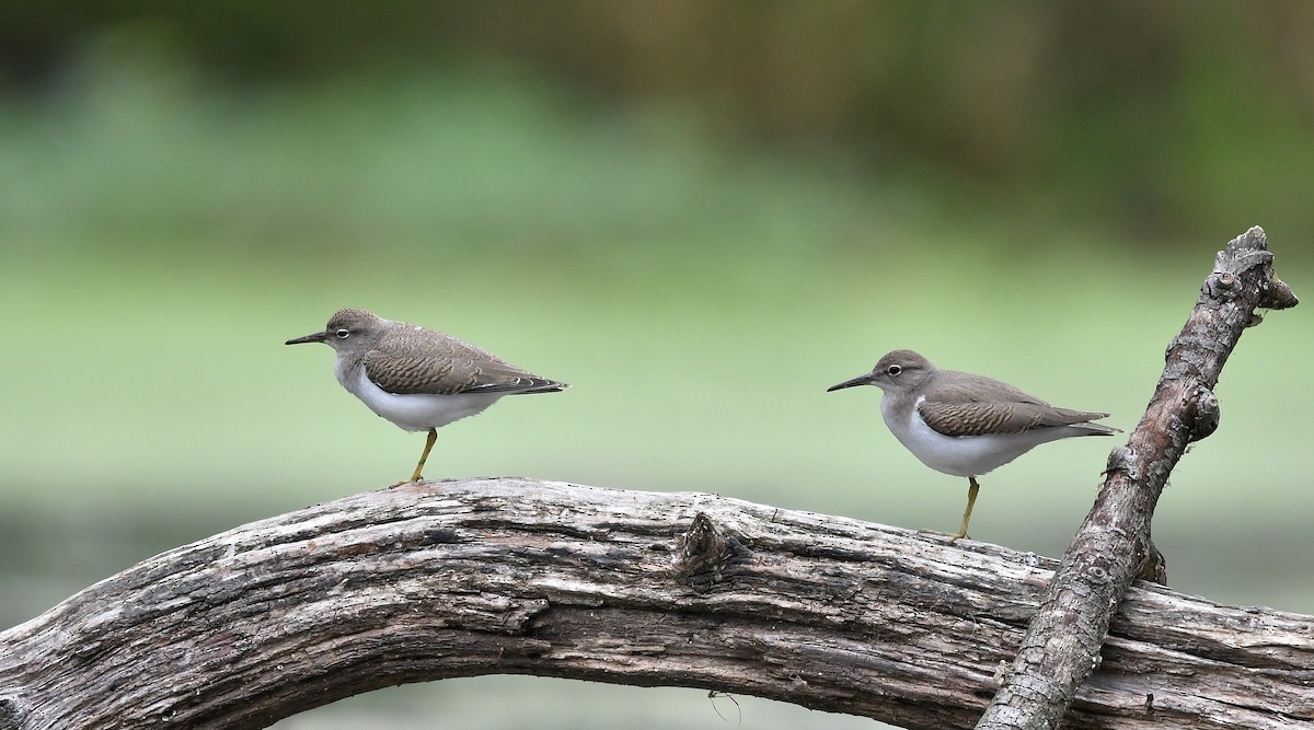 Spotted Sandpiper - Jaime Thomas