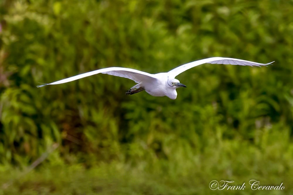 Little Blue Heron - ML600383011